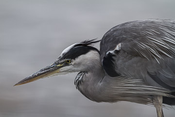 2016-0268.jpg 2016-0268.jpg