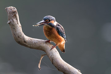 2016-0297.jpg