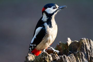 2019-0015.jpg