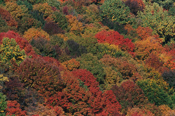 Indian Summer Indian Summer