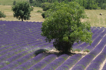 The Rythm of Lavender The Rythm of Lavender