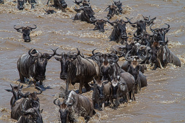 Migration Migration